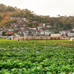 Baguio strawberry farm