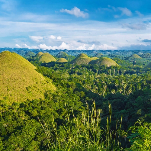 Chocolate hills green forest in Bohol