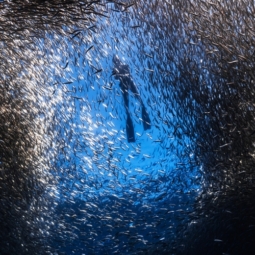 Sardines free diving in Moalboal