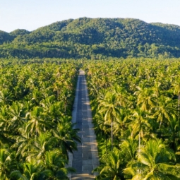 Coconut road in Siargao