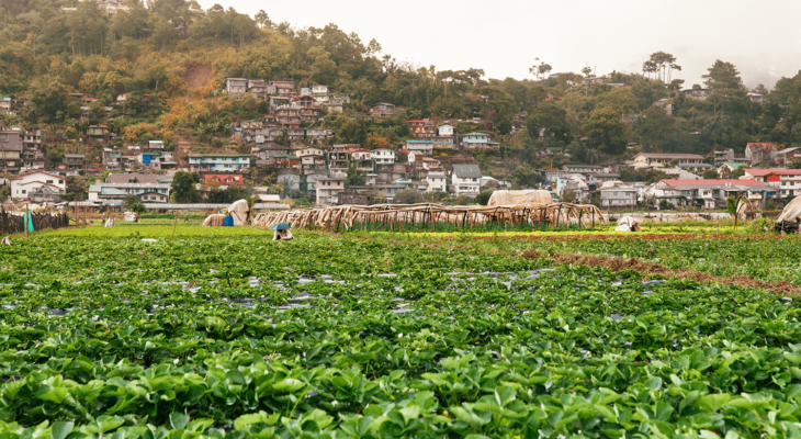 Strawberry Fields in La Trinidad Benget