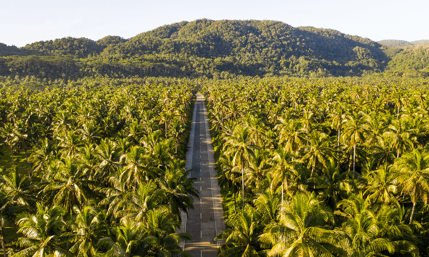 Siargao Coconut Tree Road